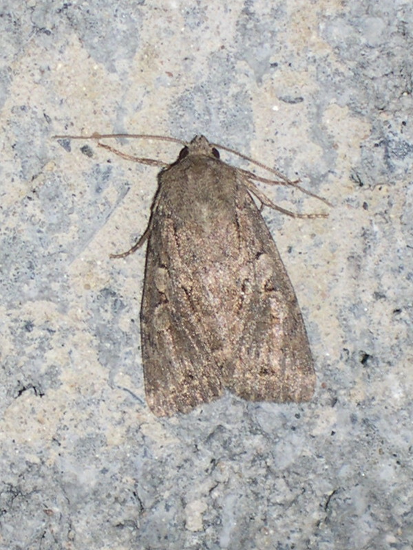 apterogenum_ypsillon_1md