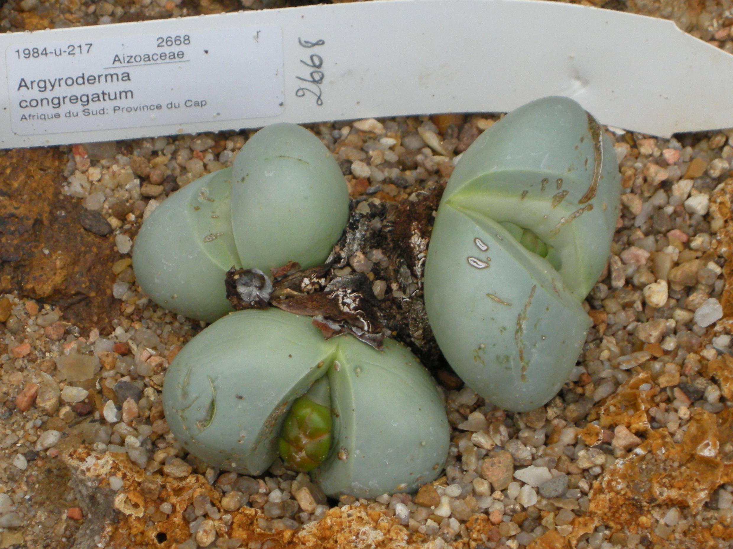 Afficher le média argyroderma_congregatum1md argyroderma_congregatum1md