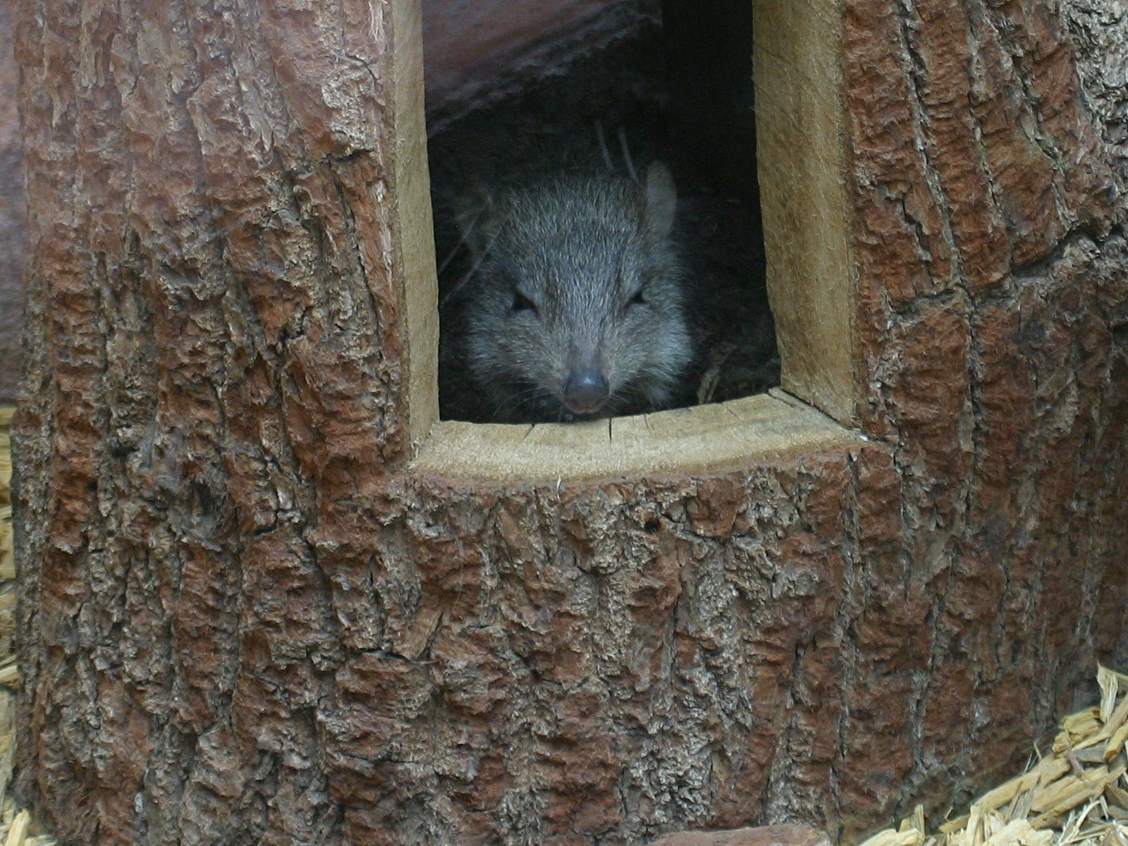 bettongia_penicillata1bd