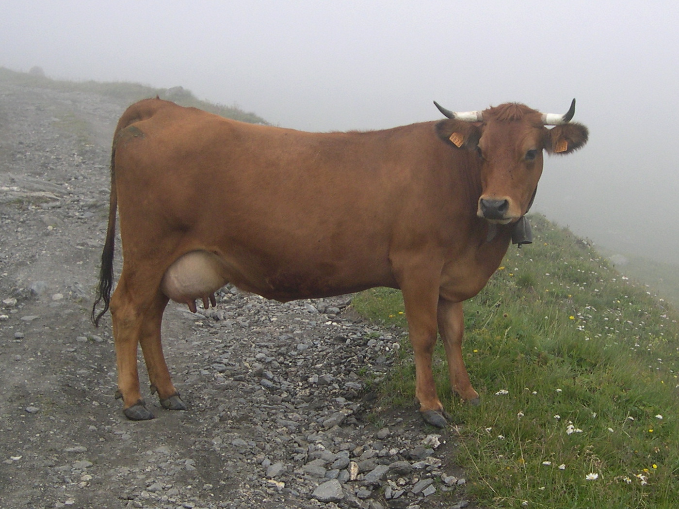 bos_taurus_tarentaise1md