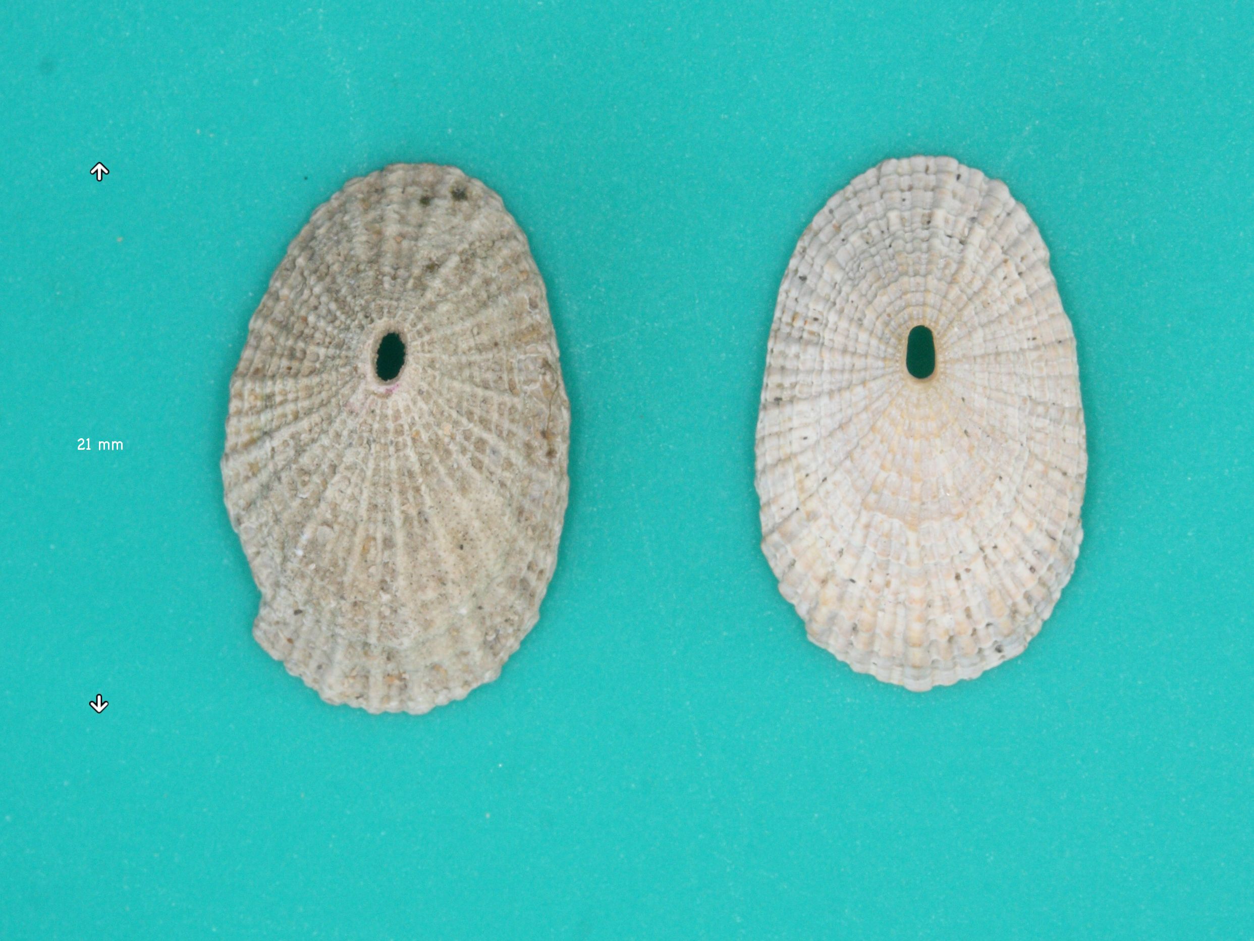 Afficher le média diodora_graeca1md diodora_graeca1md