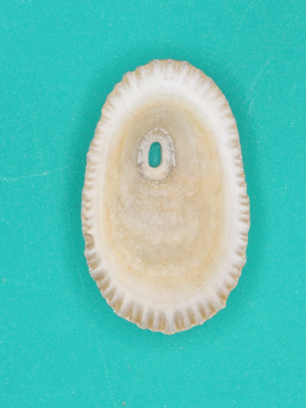 Afficher le média diodora_graeca2md diodora_graeca2md