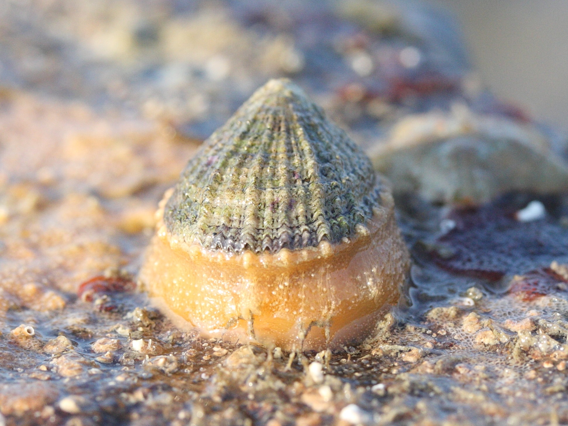 Afficher le média diodora_graeca3md diodora_graeca3md