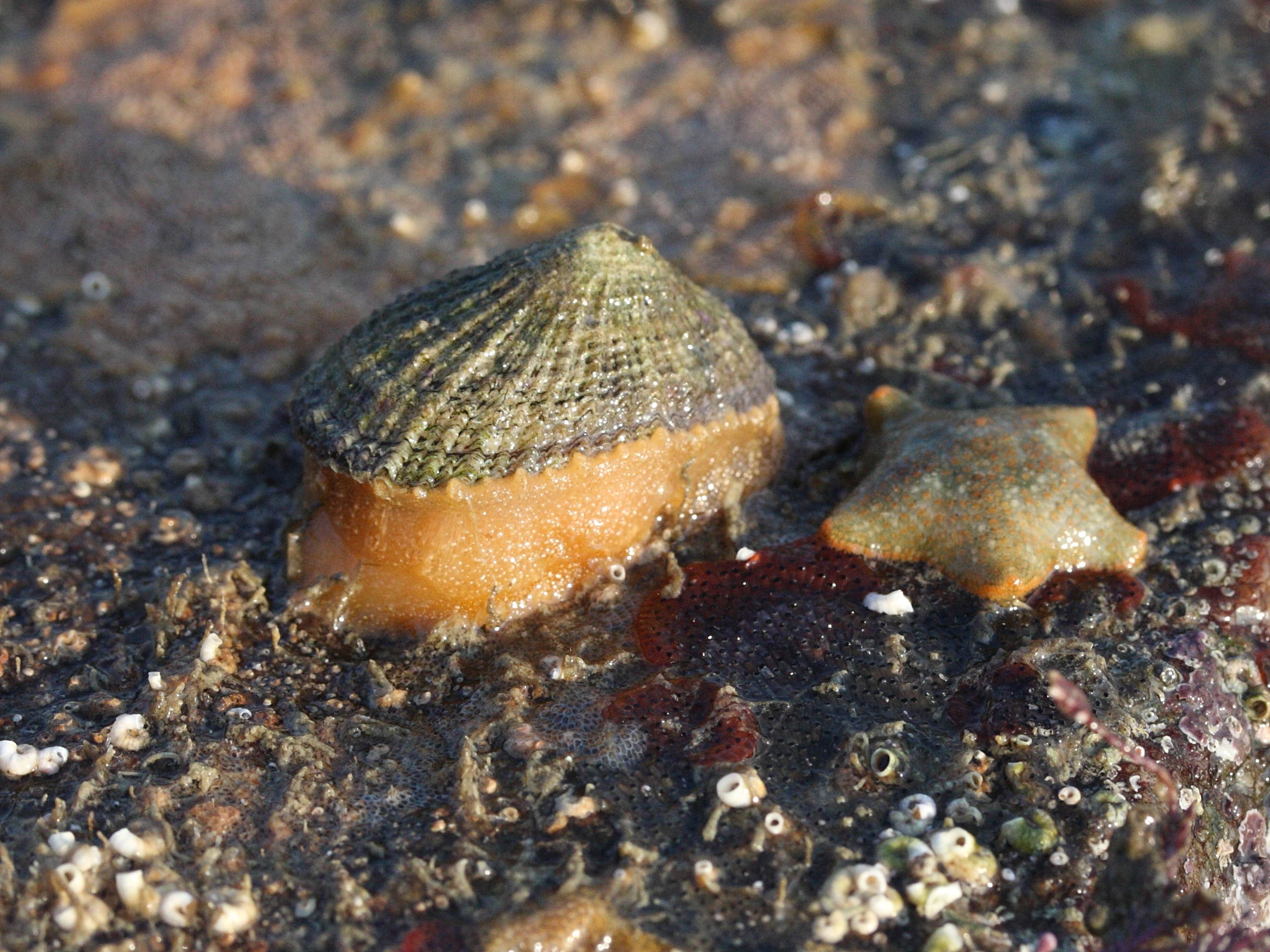 Afficher le média diodora_graeca4md diodora_graeca4md