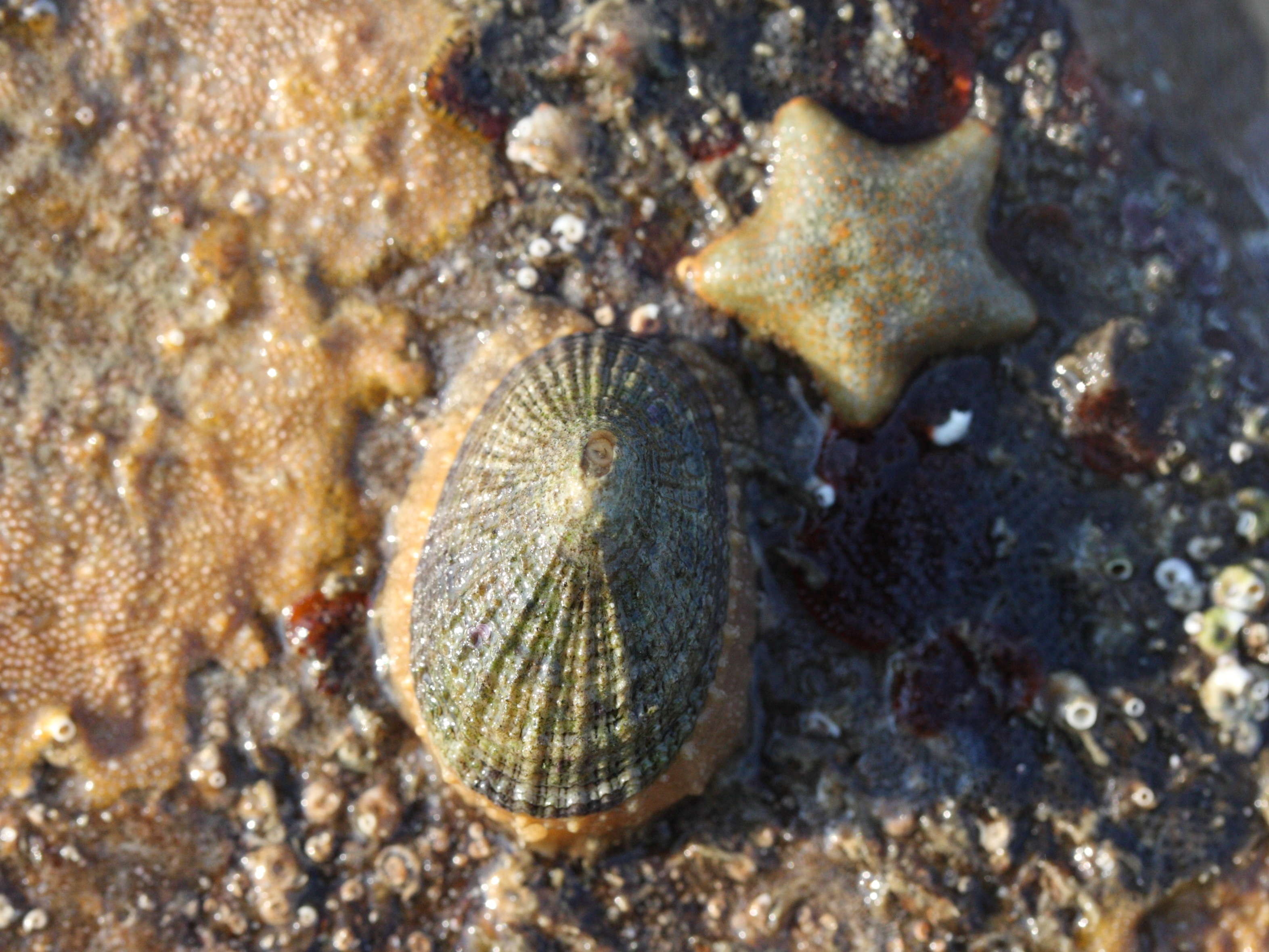 Afficher le média diodora_graeca5md diodora_graeca5md