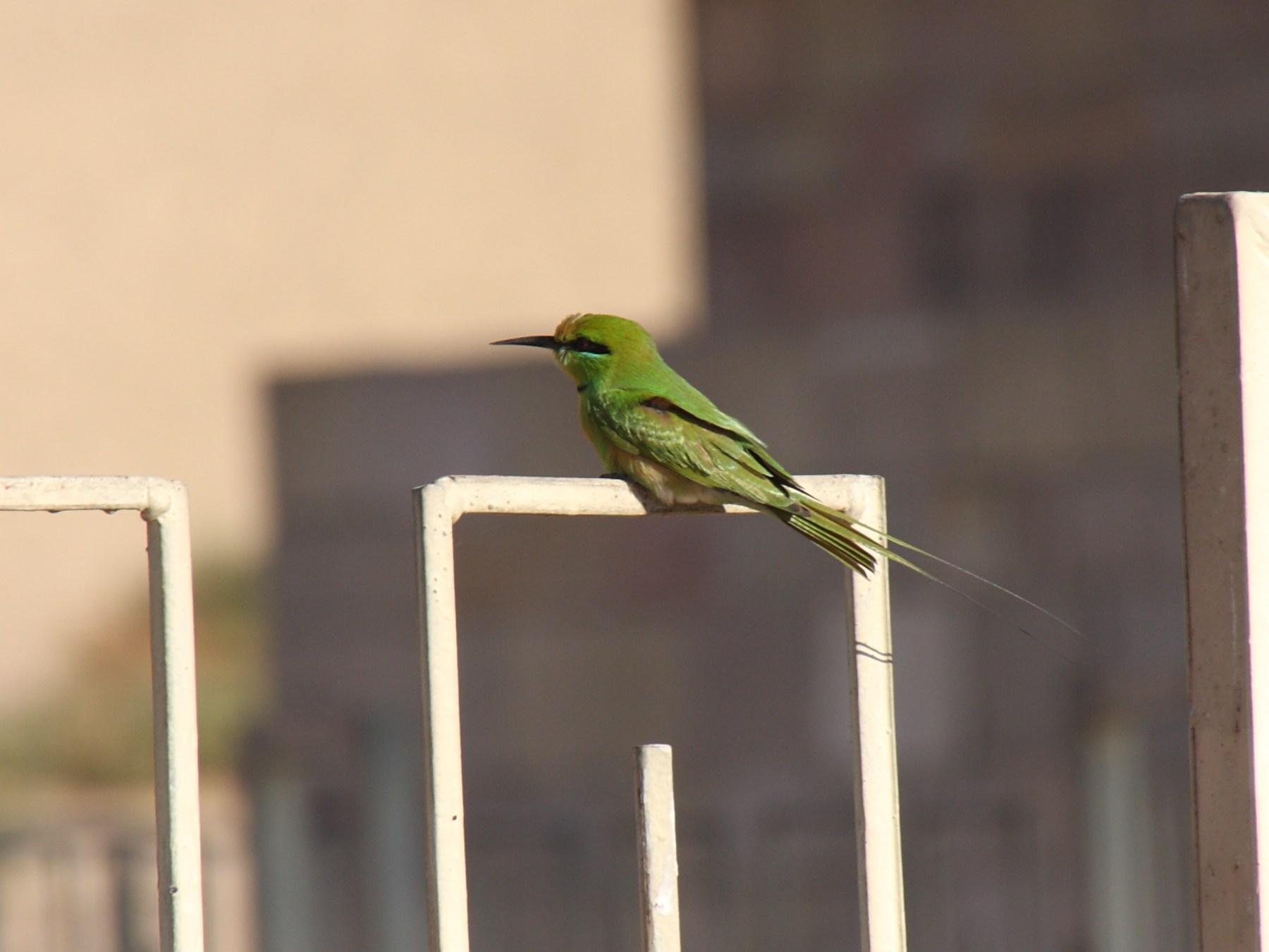 guepier_d-orient_-_merops_orientalis1sd