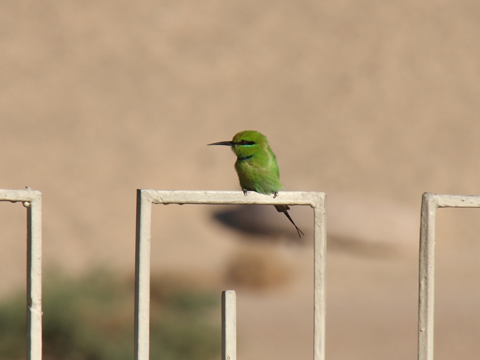 guepier_d-orient_-_merops_orientalis2sd