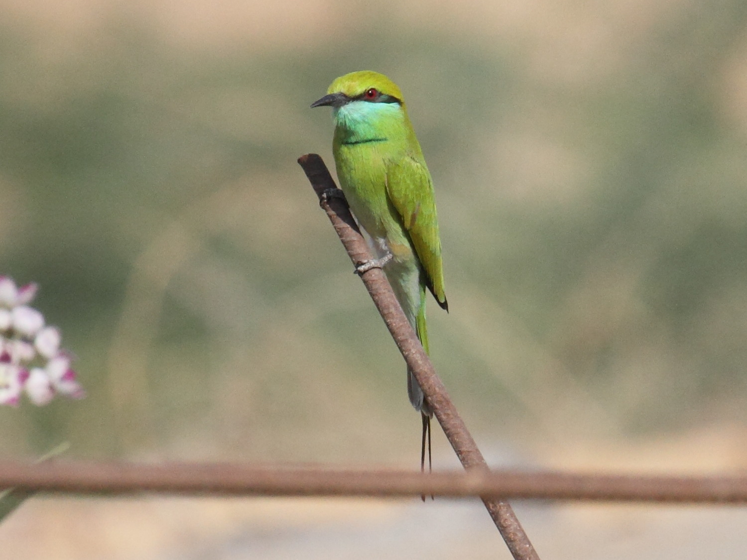 guepier_d-orient_-_merops_orientalis_beludschicus1bd