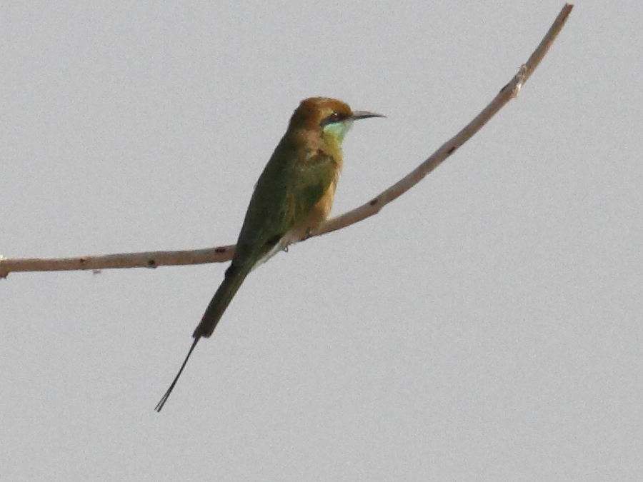 guepier_d-orient_-_merops_orientalis_orientalis1abd