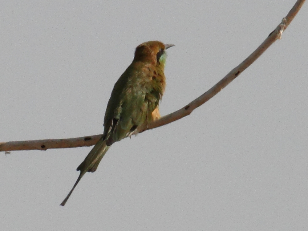 guepier_d-orient_-_merops_orientalis_orientalis1bbd