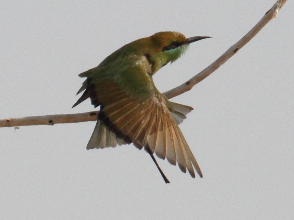 guepier_d-orient_-_merops_orientalis_orientalis2bd