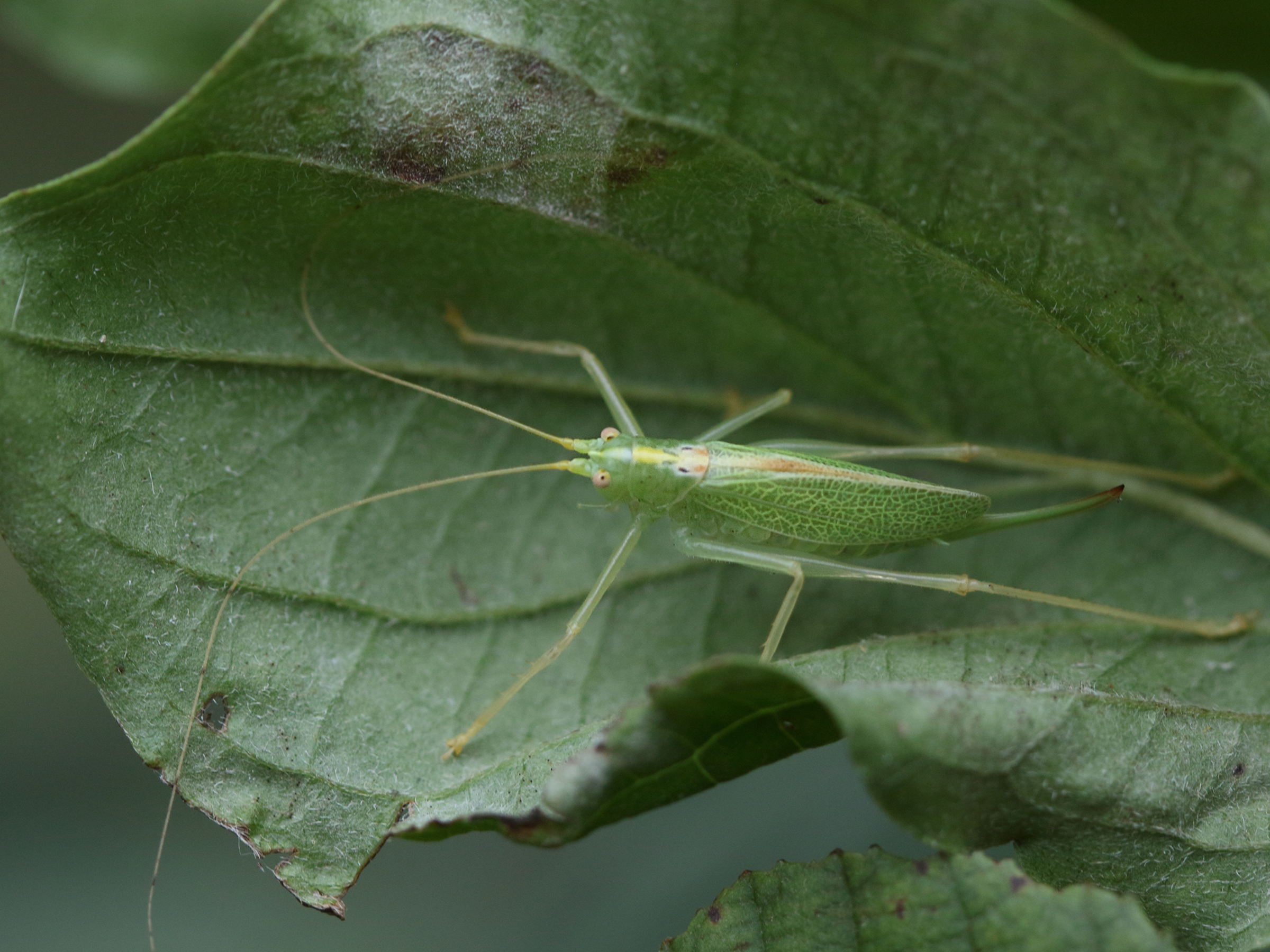 meconema_thalassinum1bd