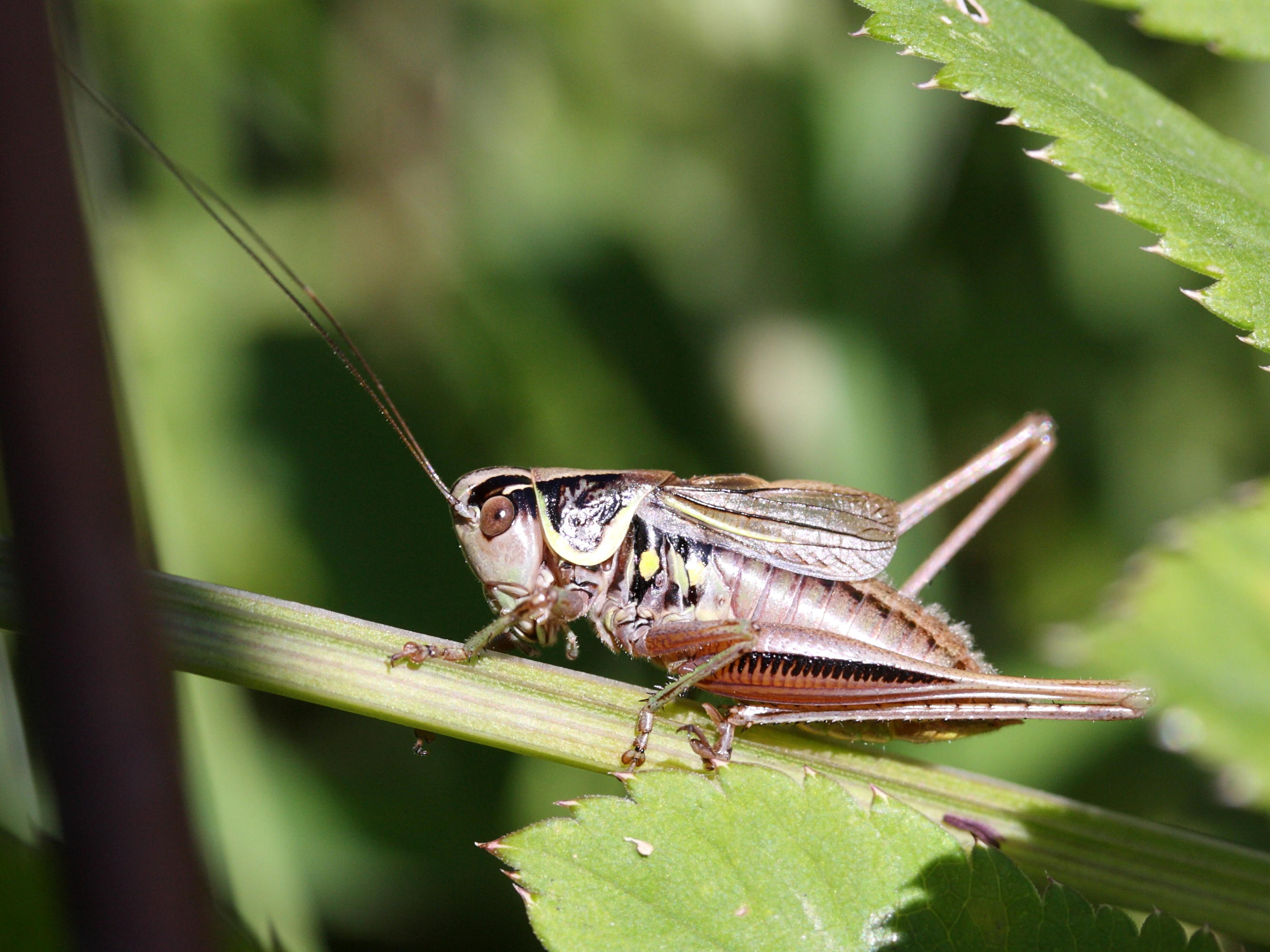 Afficher le média metrioptera_roeselii1md metrioptera_roeselii1md
