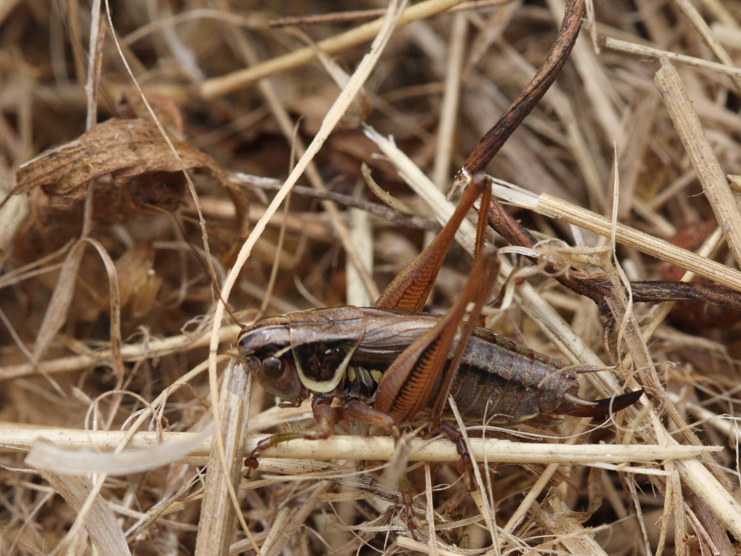 Afficher le média metrioptera_roeselii3bd metrioptera_roeselii3bd