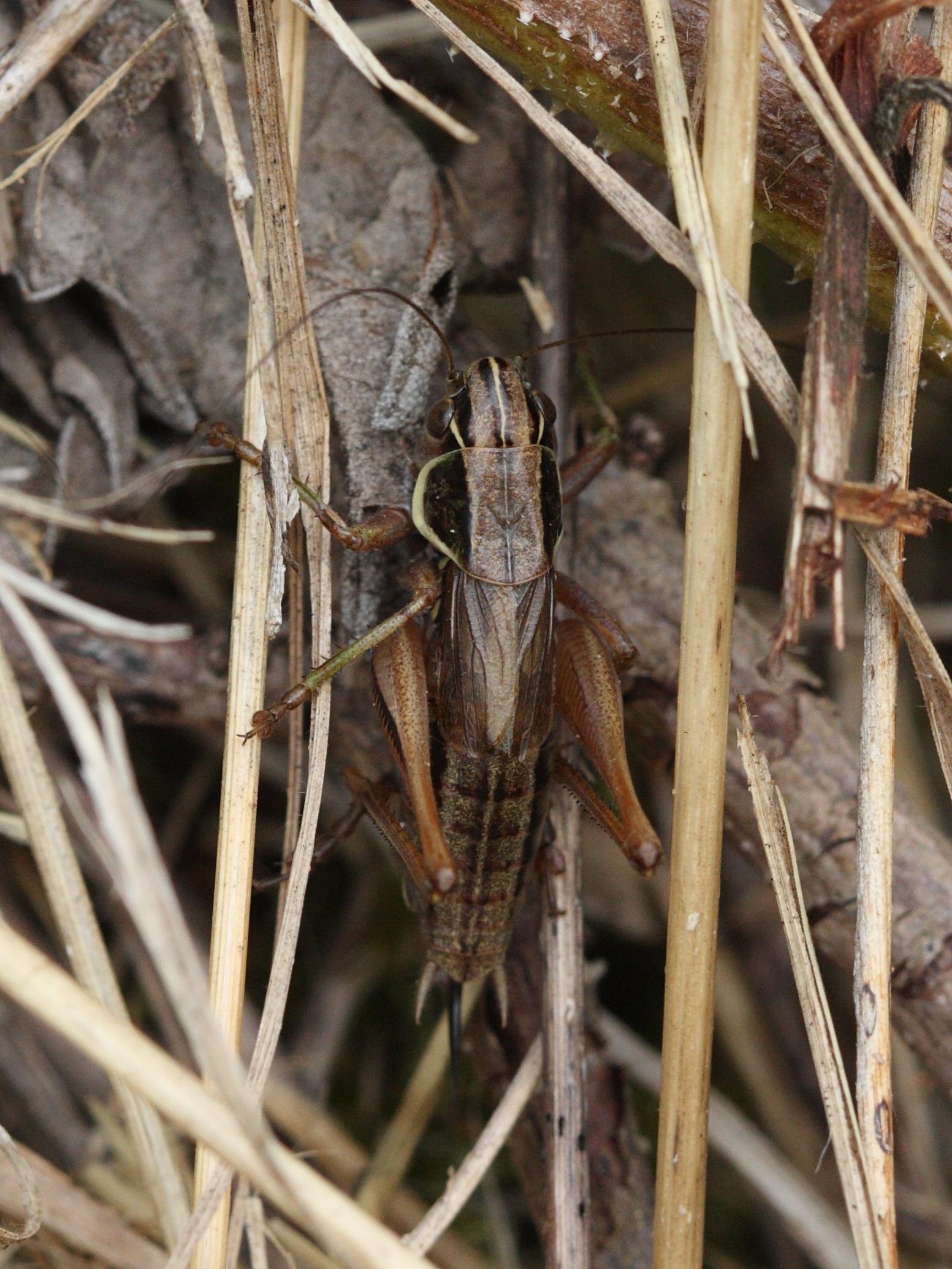 Afficher le média metrioptera_roeselii4bd metrioptera_roeselii4bd