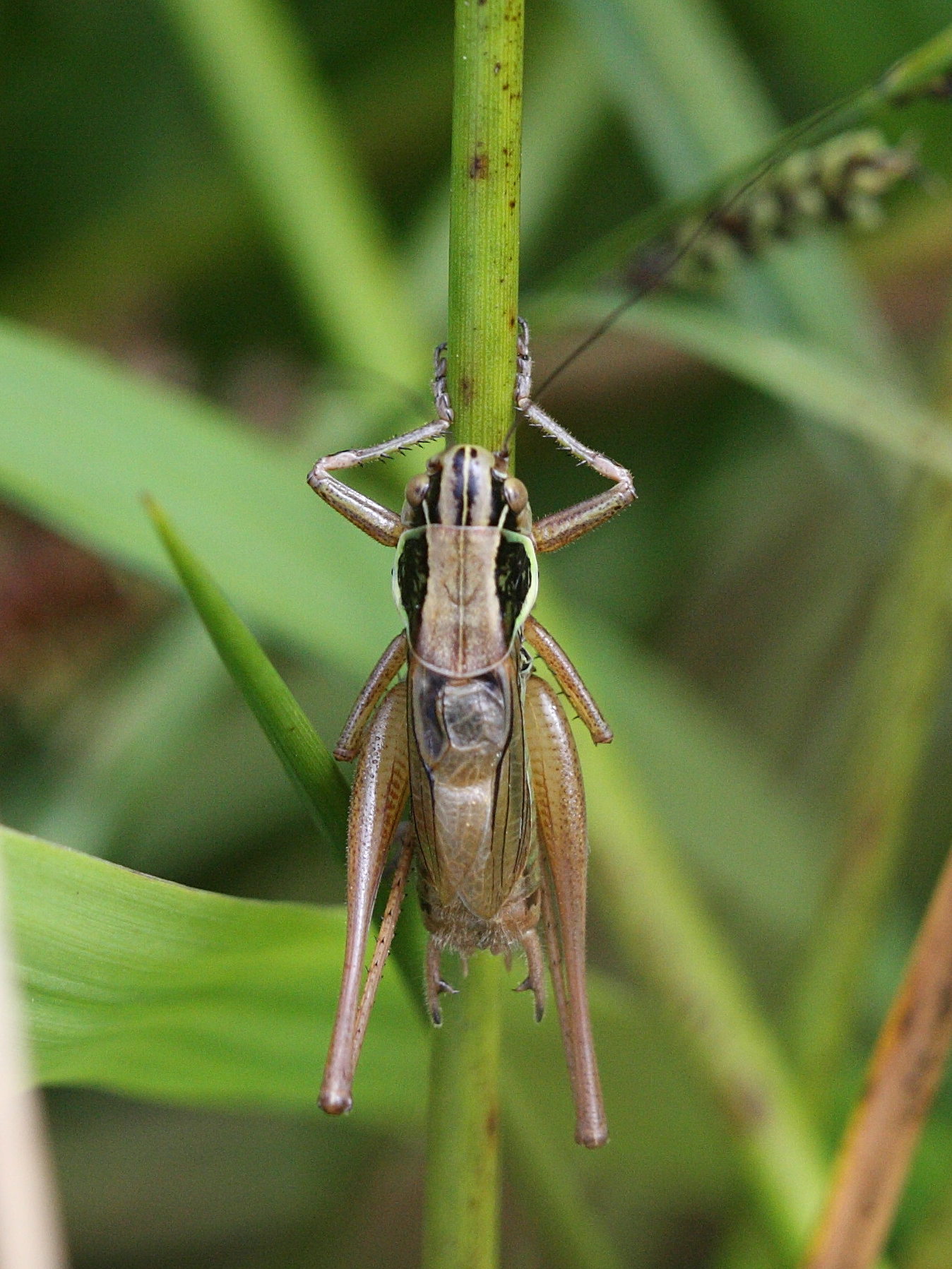 Afficher le média metrioptera_roeselii5bd metrioptera_roeselii5bd