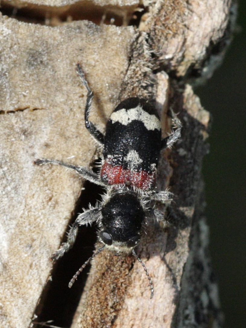 pseudoclerops_mutillarius1bd