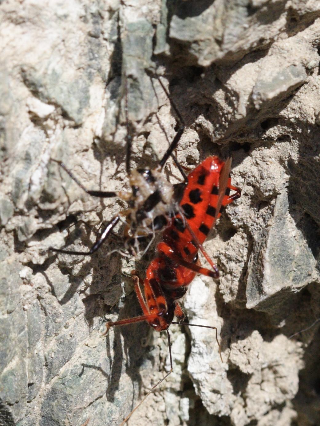 rhynocoris_iracundus1md