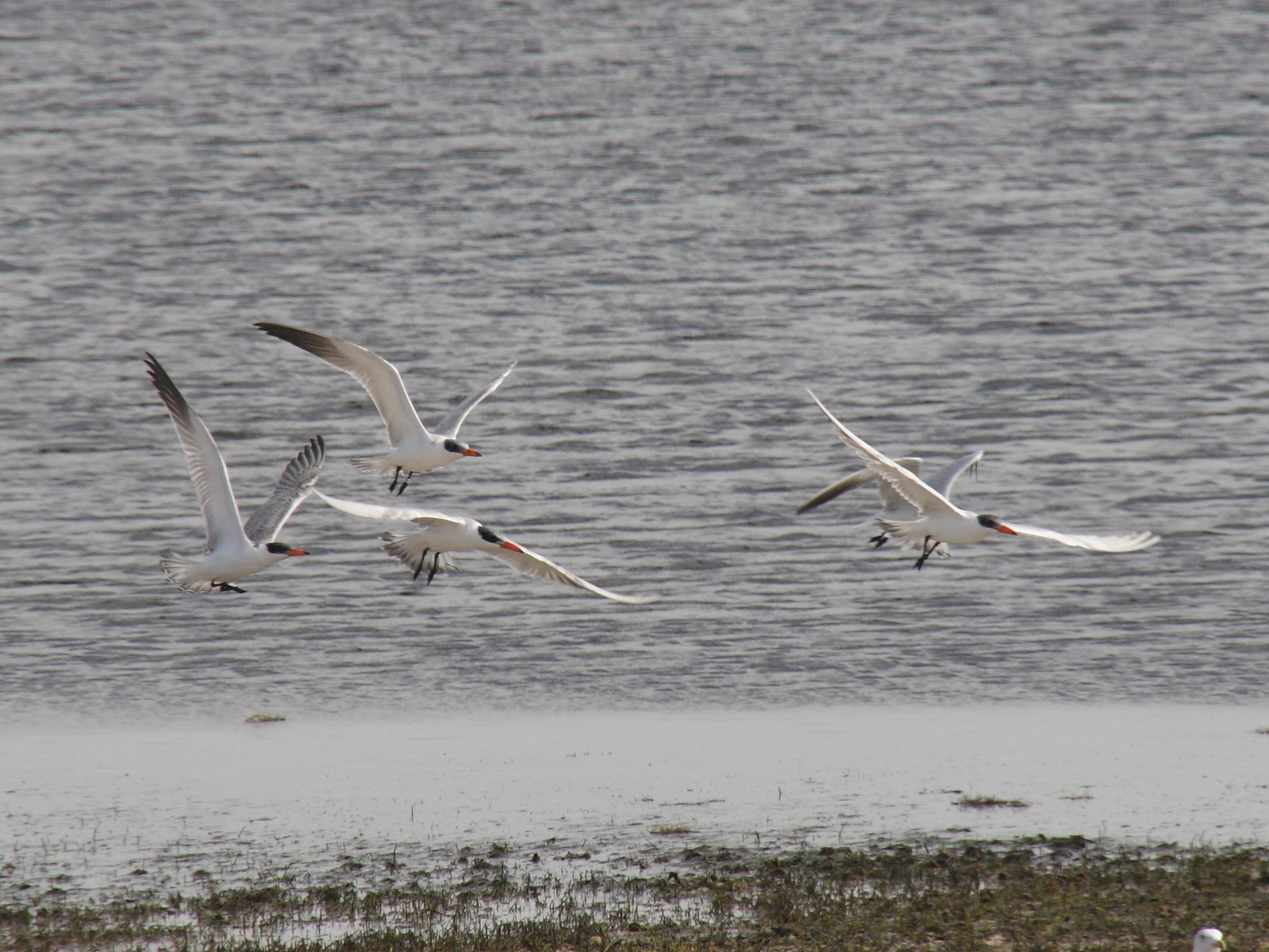 sterne_caspienne_-_hydroprogne_caspia1bd