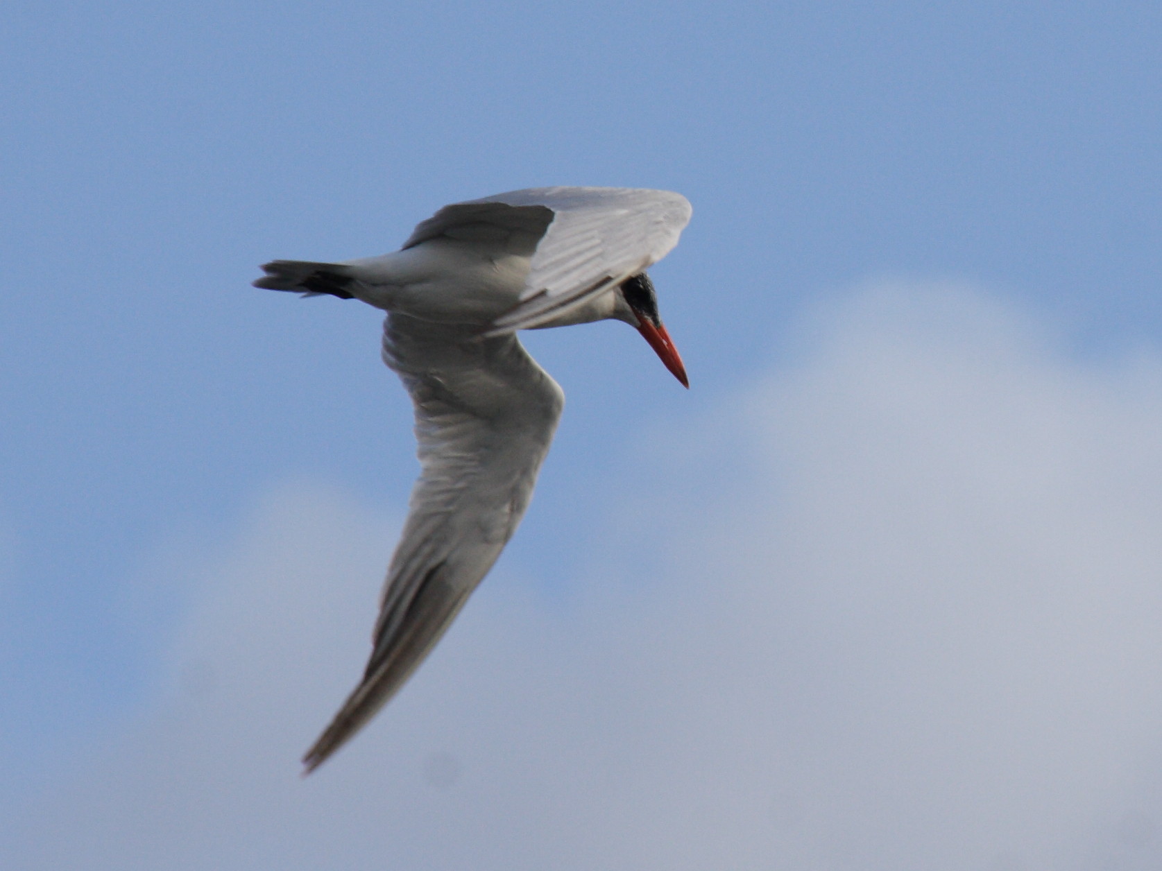 sterne_caspienne_-_hydroprogne_caspia2bd