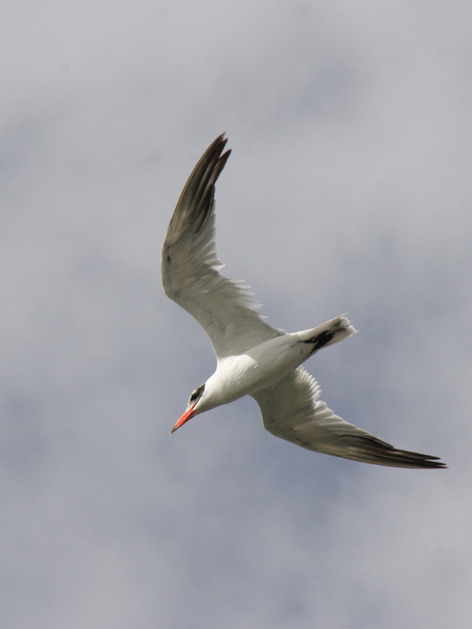 sterne_caspienne_-_hydroprogne_caspia3bd