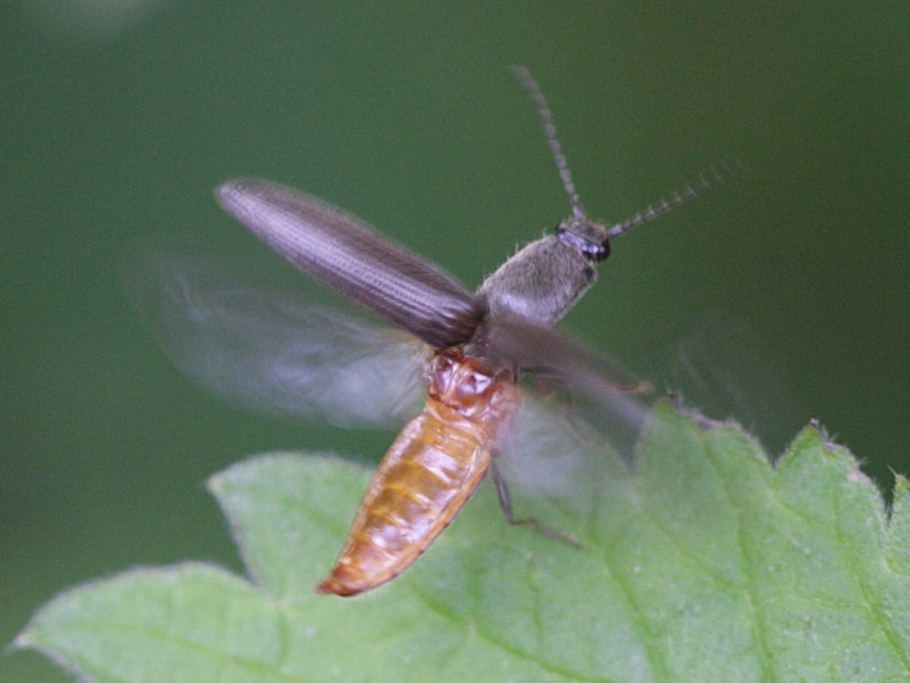 synaptus_filiformis1bd