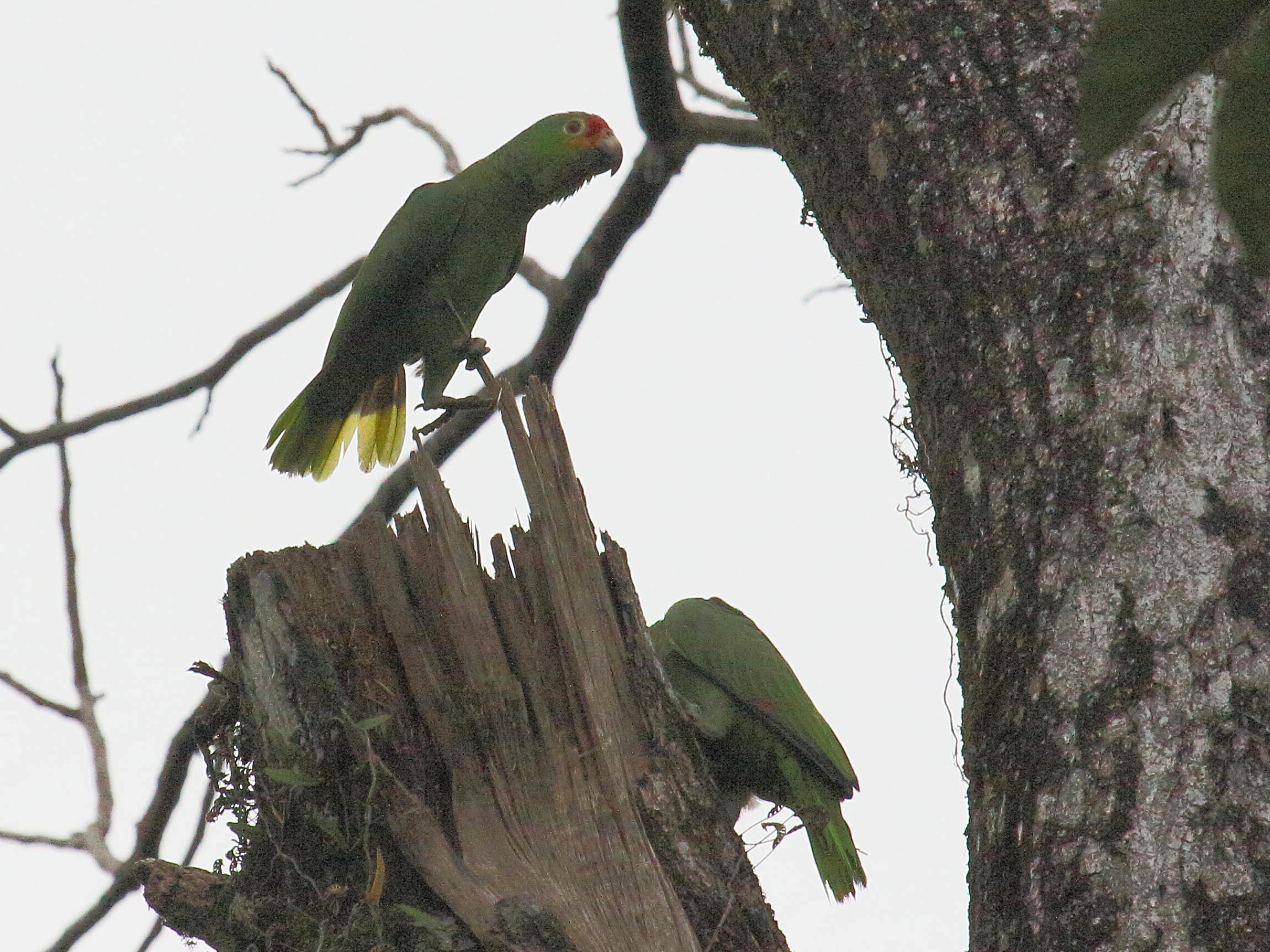 amazone_a_lores_rouges_-_amazona_autumnalis1bd