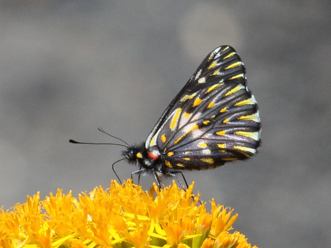 catasticta_theresa1bd