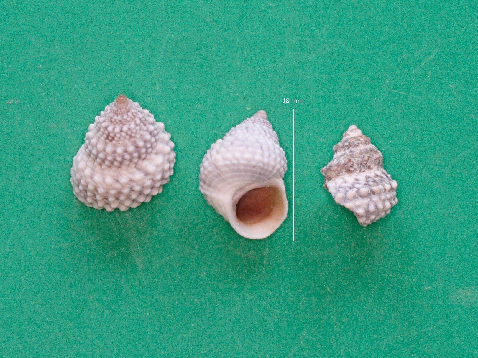 cenchritis_muricatus1md