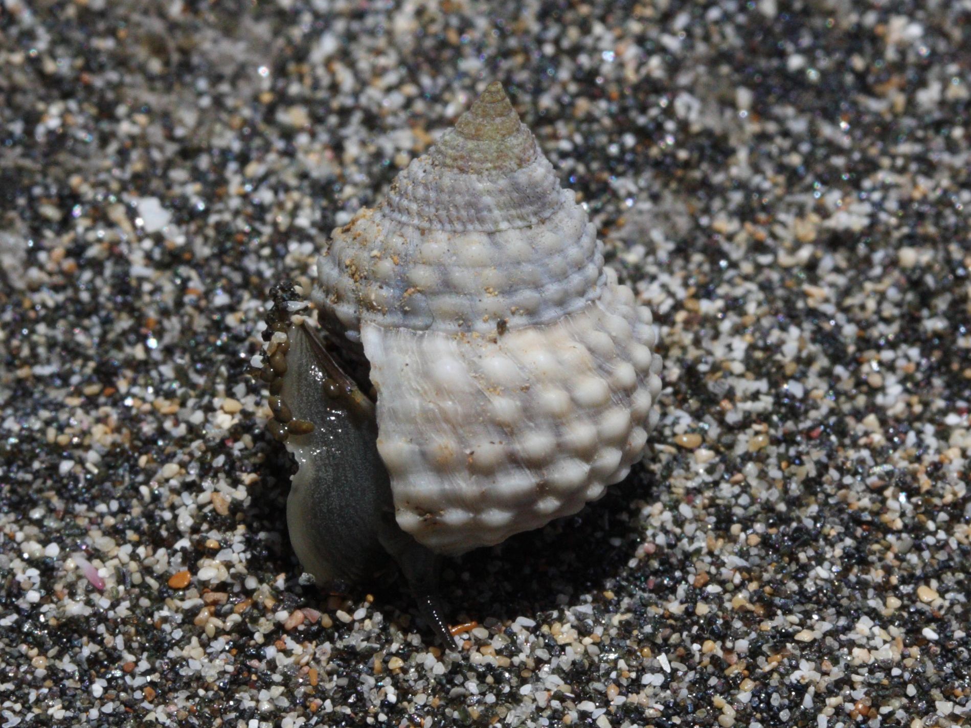 cenchritis_muricatus2md