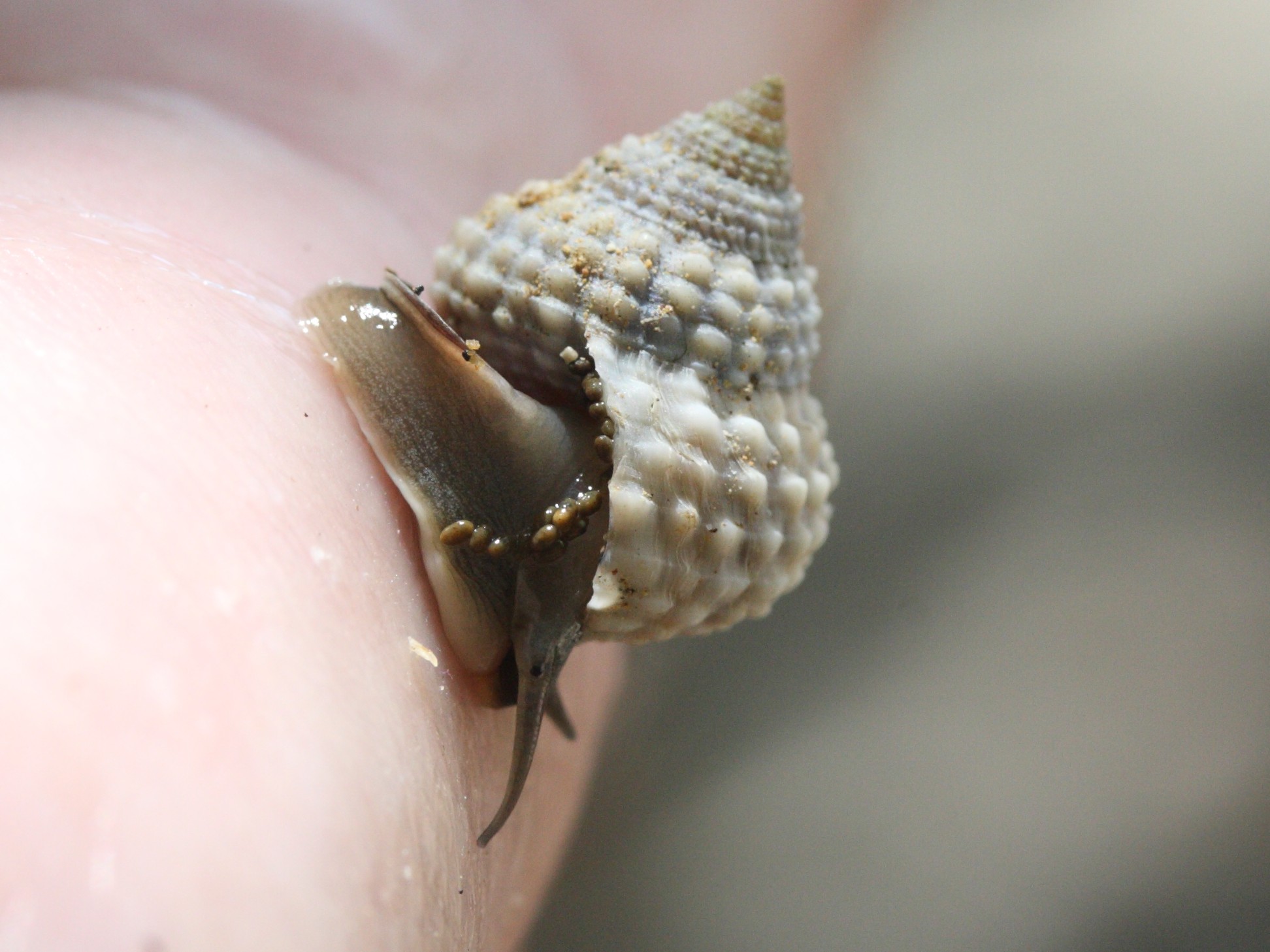 cenchritis_muricatus3md