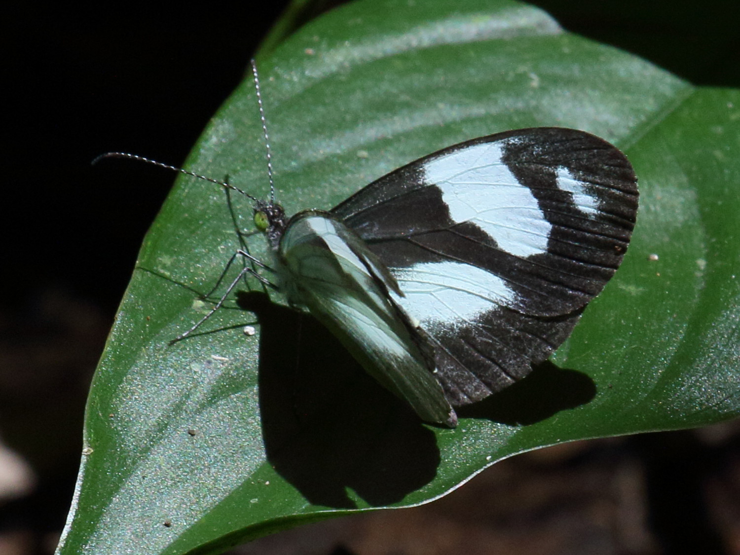 Afficher le média dismorphia_zathoe_pallidula1bd dismorphia_zathoe_pallidula1bd