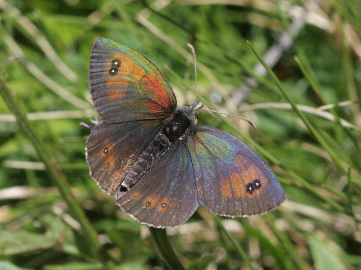 Afficher le média erebia_hispania1bd erebia_hispania1bd