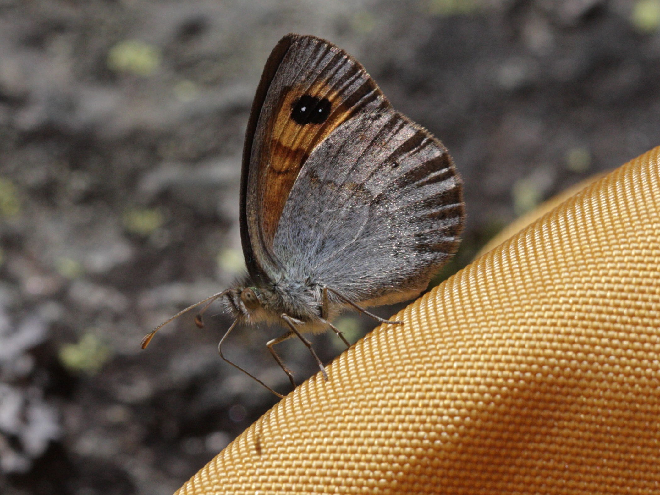 Afficher le média erebia_hispania2bd erebia_hispania2bd