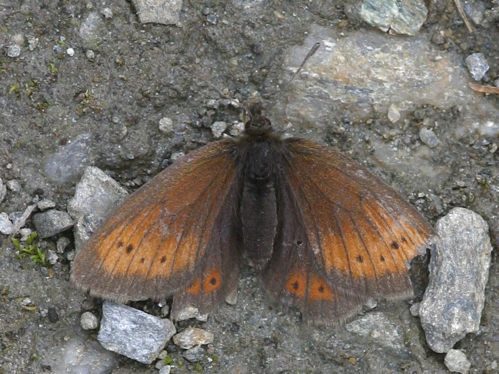 erebia_sudetica1bd