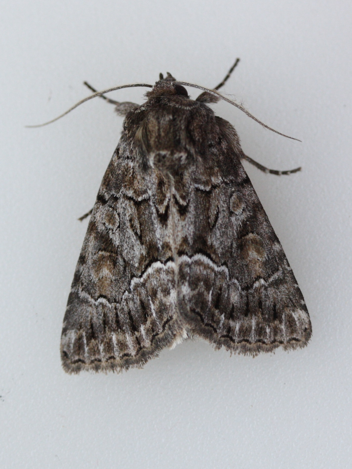 lacanobia_thalassina1md