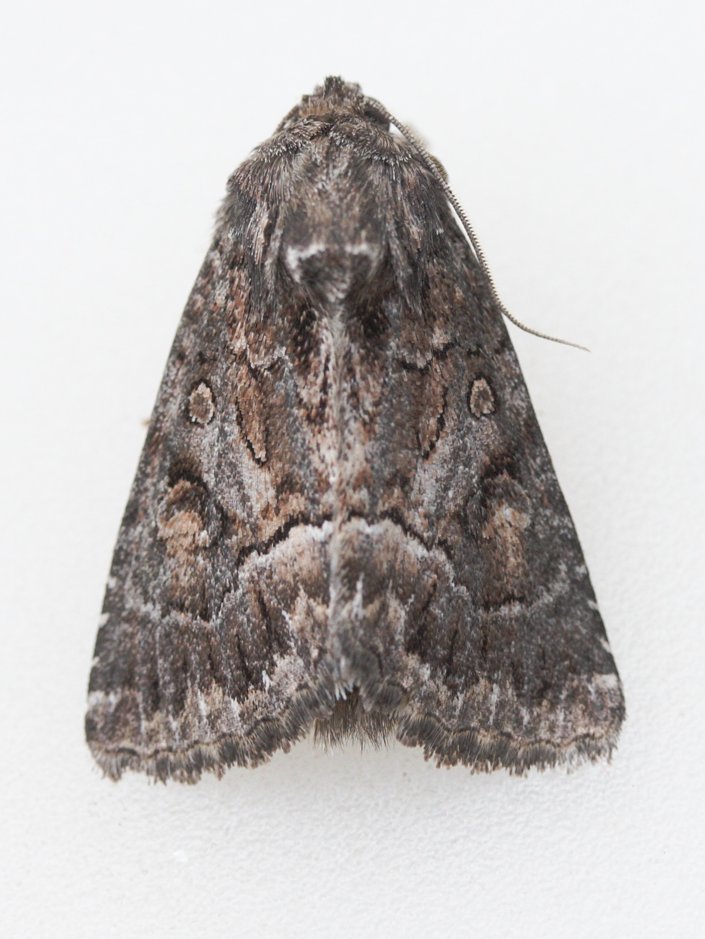 lacanobia_thalassina3md