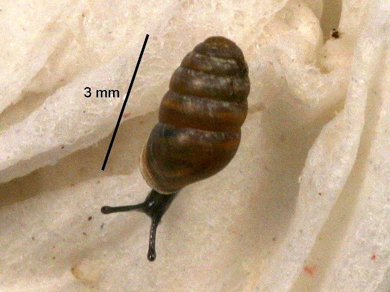 lauria_cylindracea1bmd