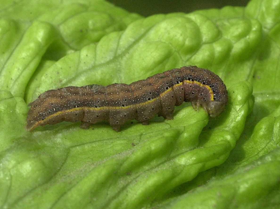 lecanobia_oleracea_ch1md