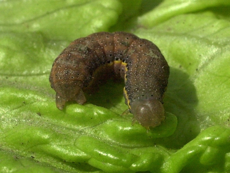 lecanobia_oleracea_ch2md