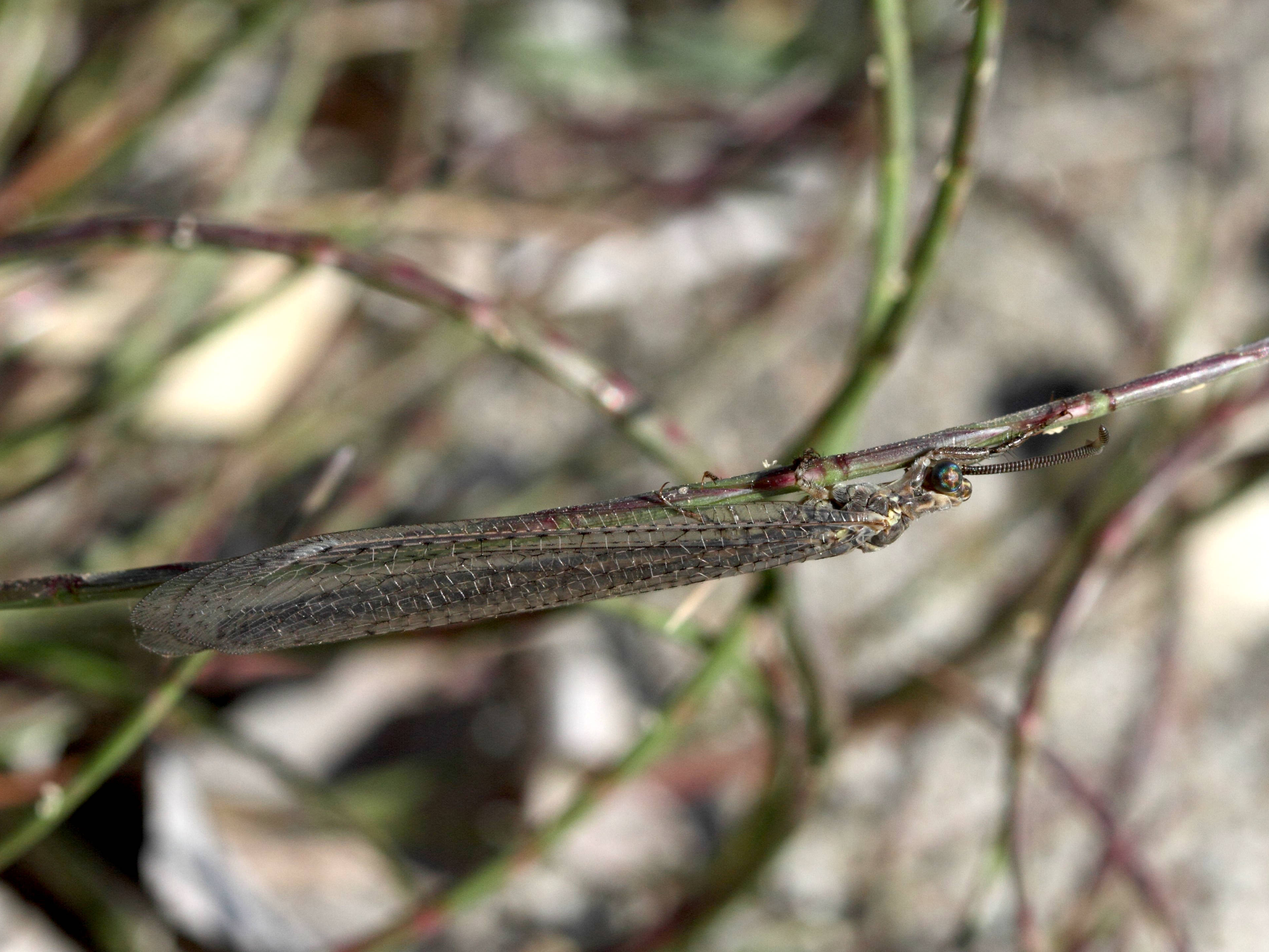 neuroleon_aegaeus1bd