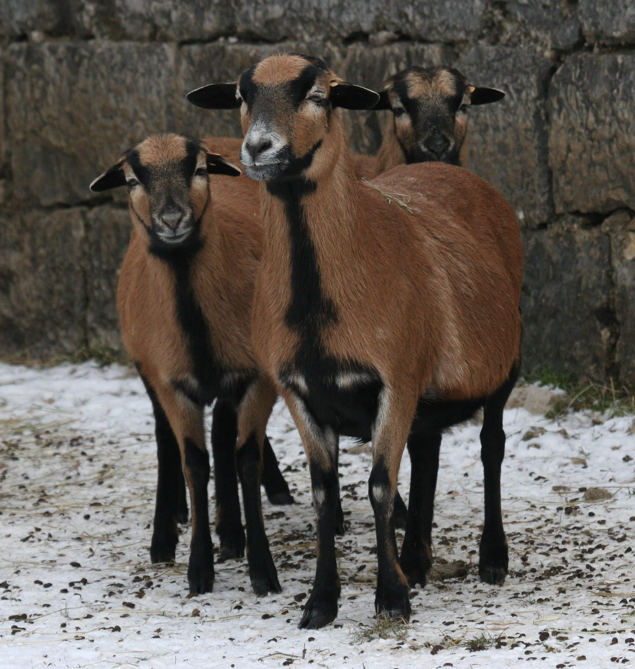 Afficher le média ovis_aries_cameroun1md ovis_aries_cameroun1md