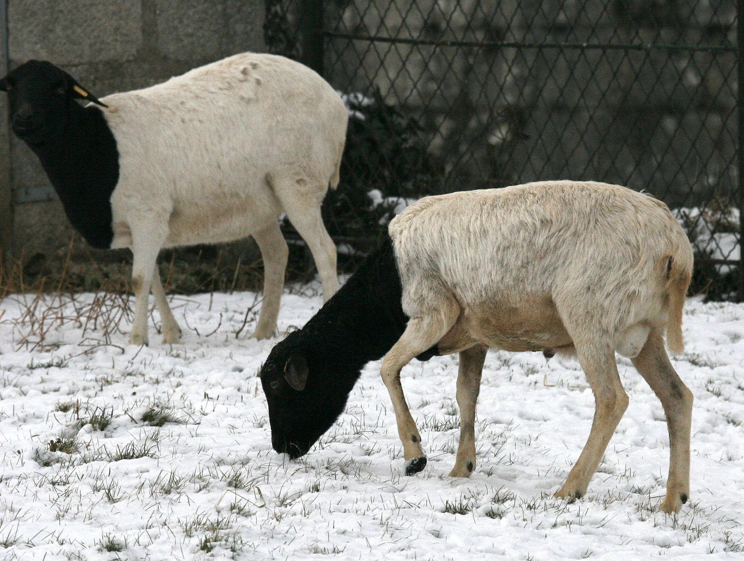 ovis_aries_somalie1md