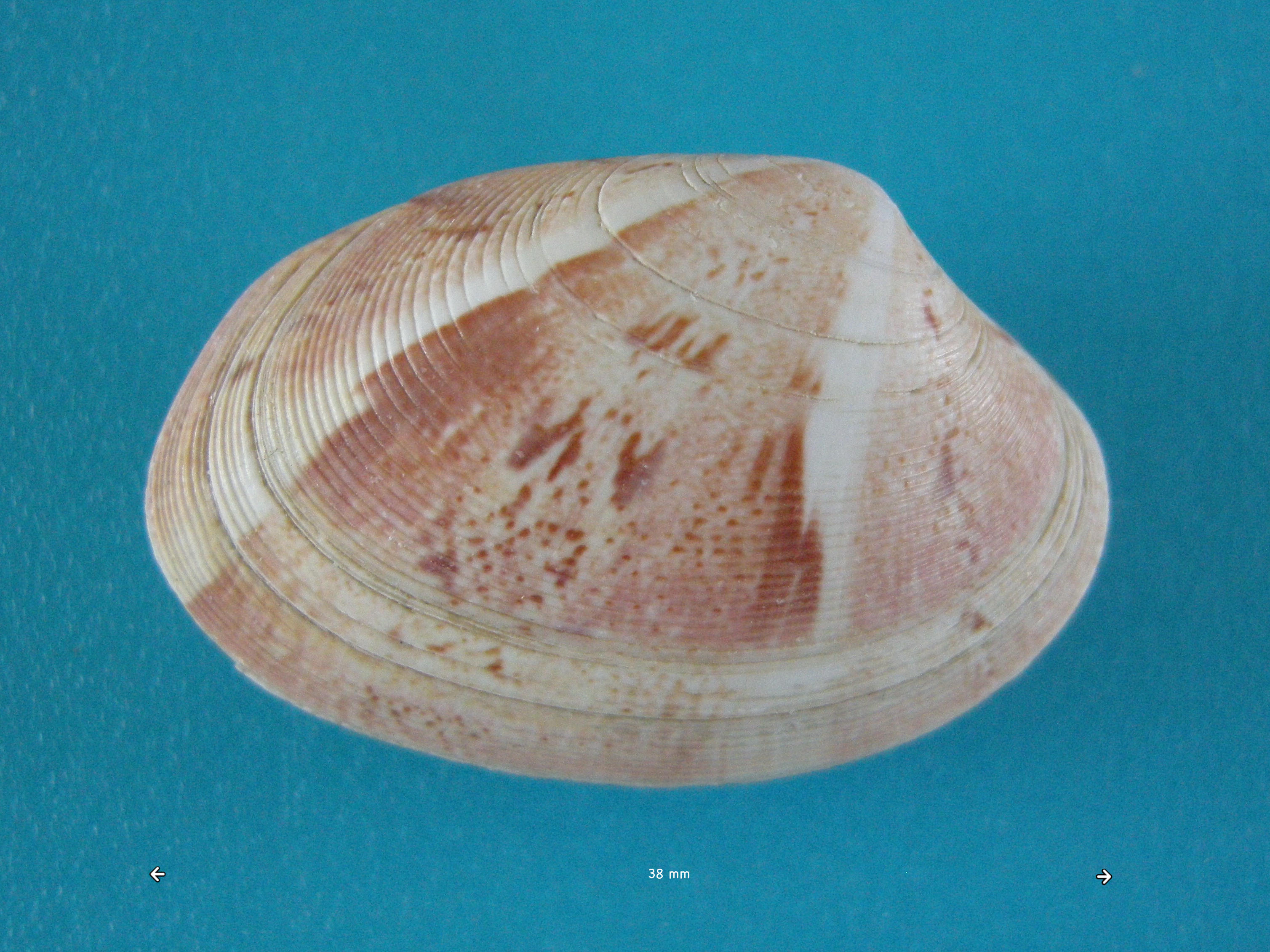 paphia_rhomboides1md