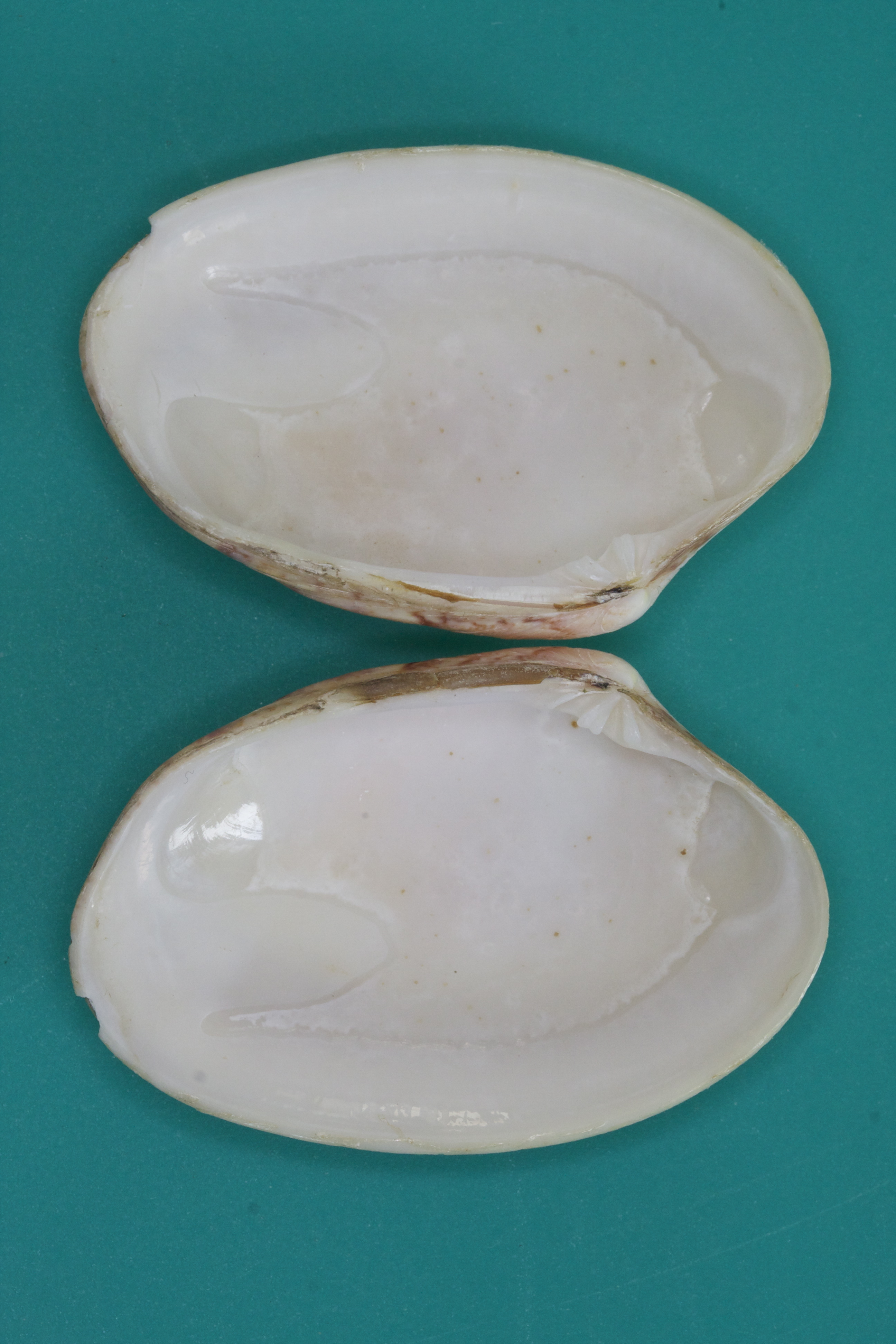 paphia_rhomboides2md