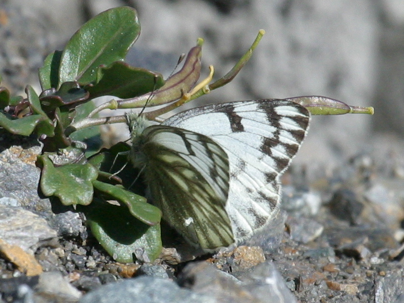 pontia_callidice1bd
