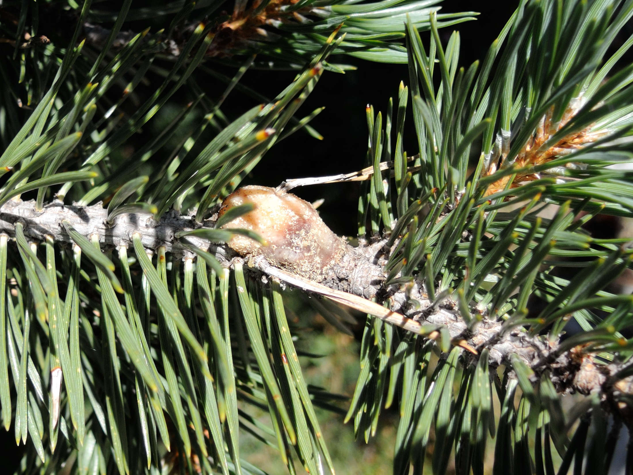 retinia_resinella_galle1md