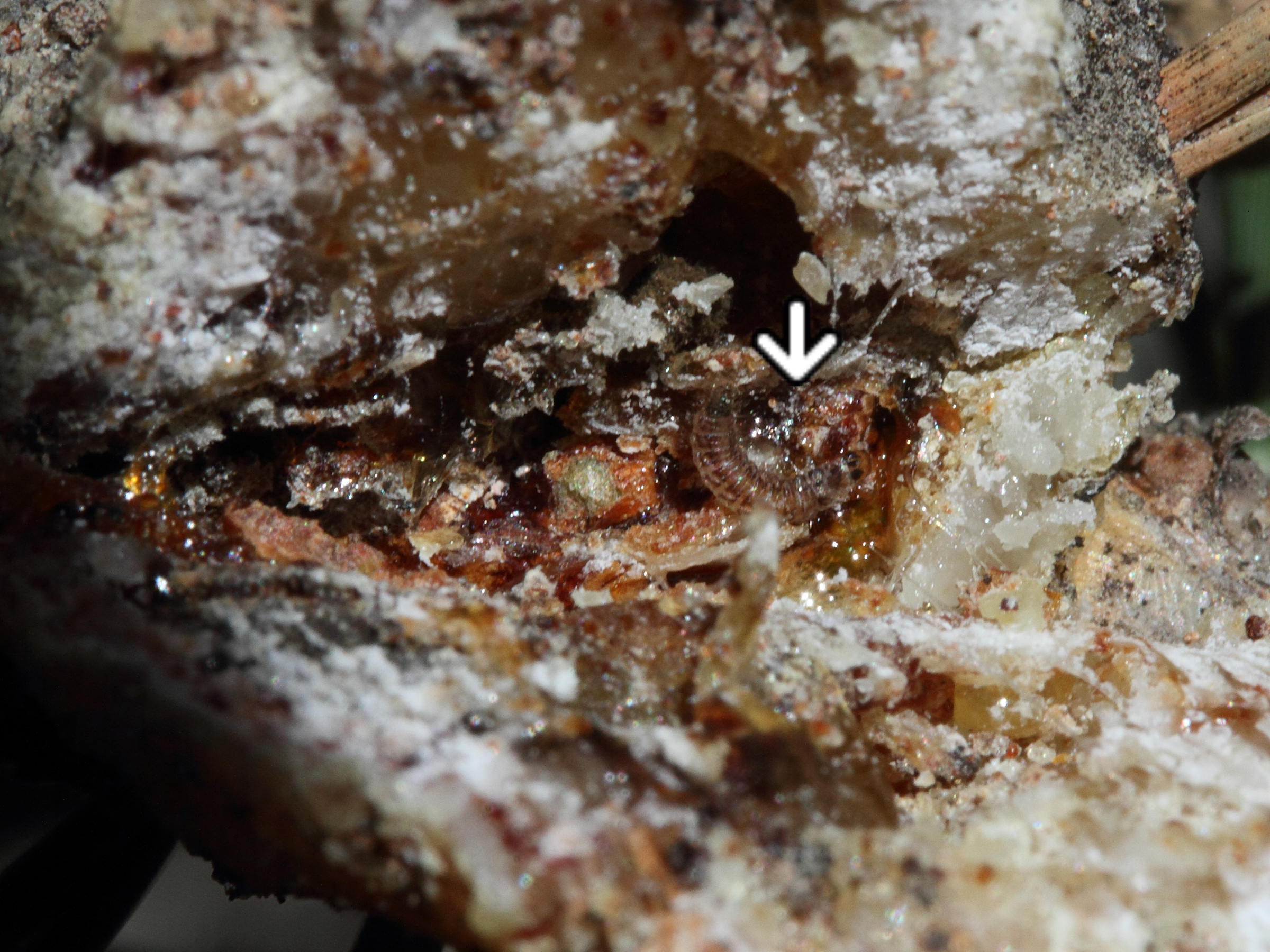 retinia_resinella_galle2md