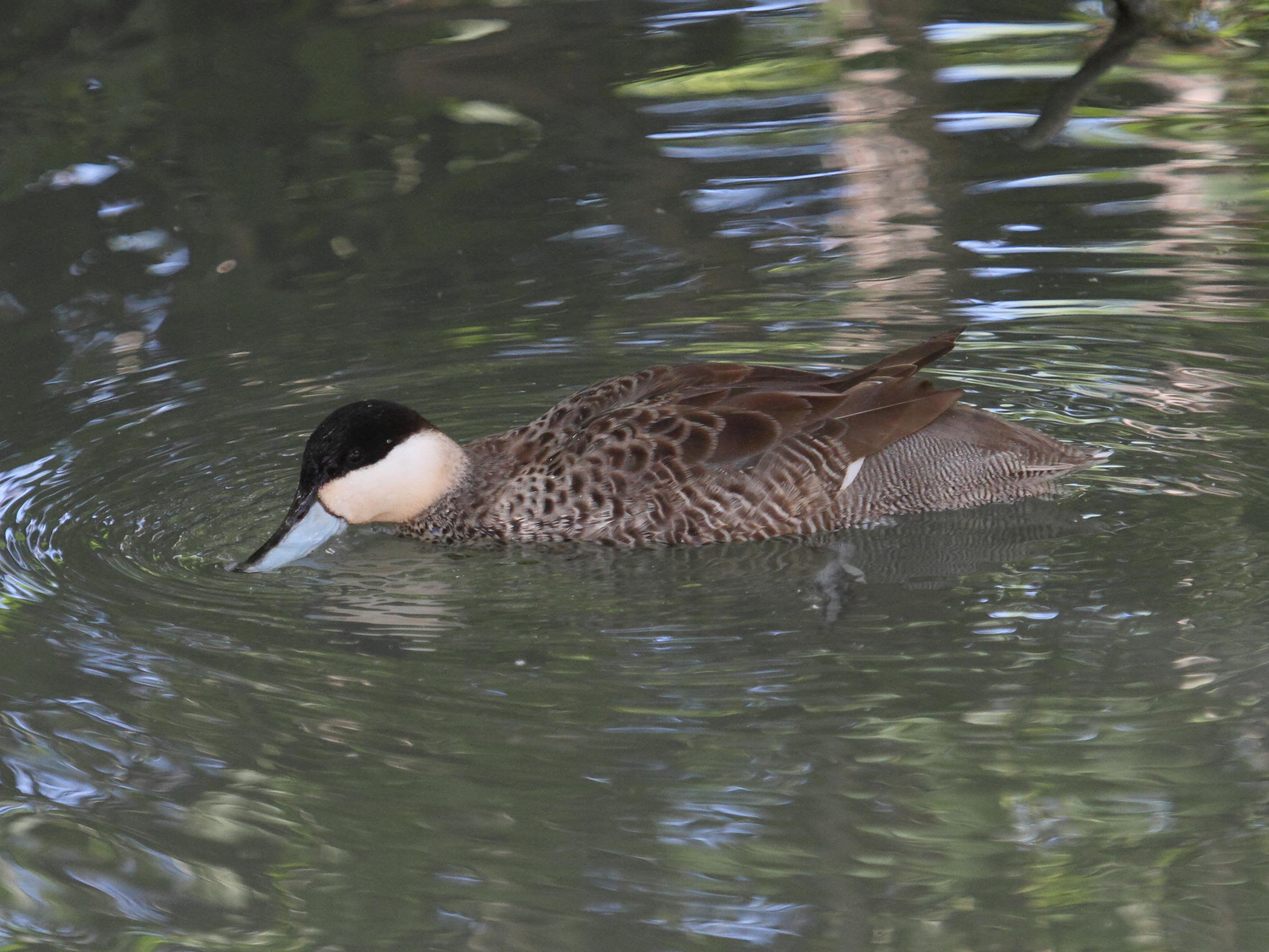 Afficher le média sarcelle_versicolore_-_anas_versicolor1bd sarcelle_versicolore_-_anas_versicolor1bd