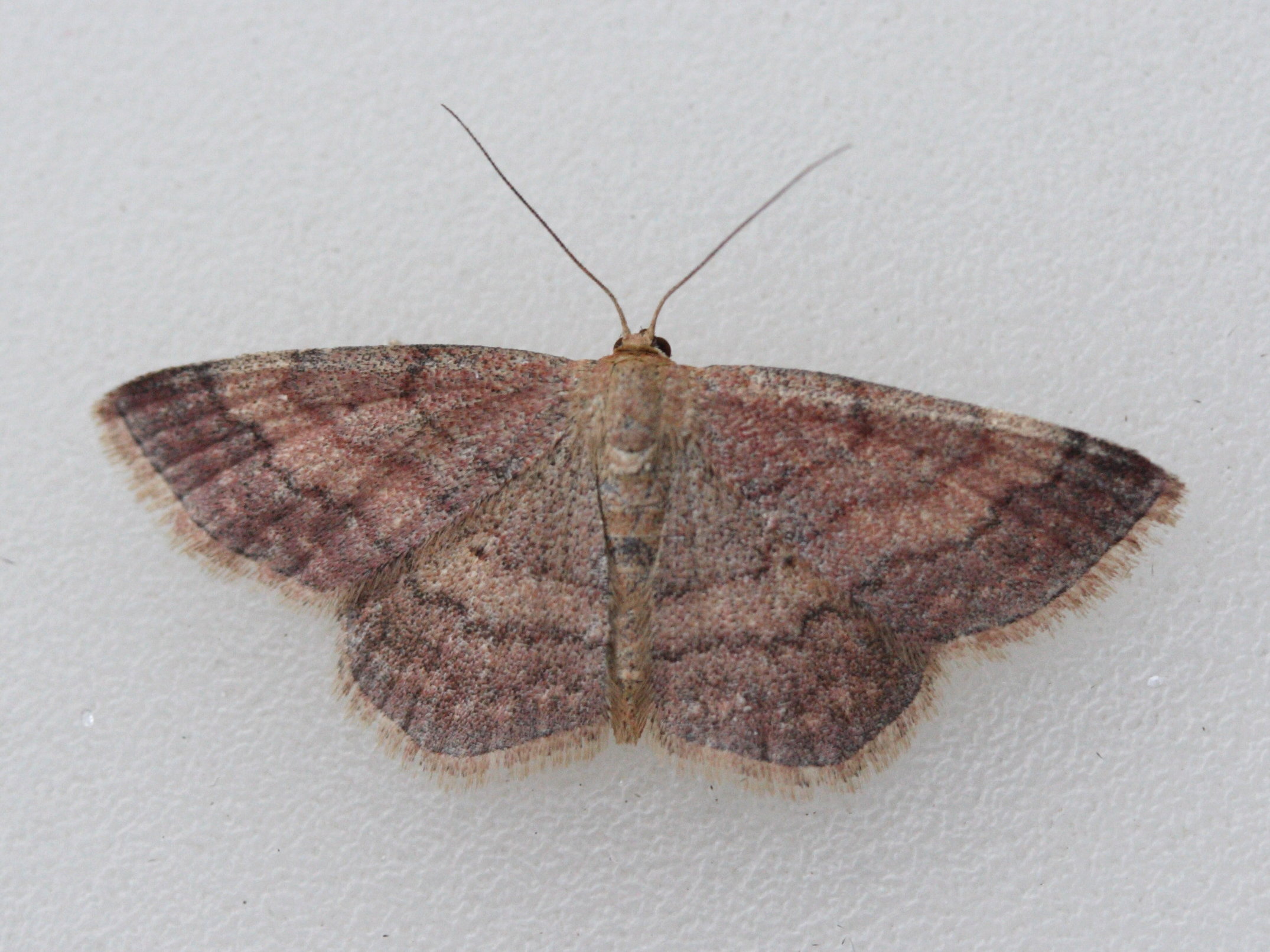 Afficher le média scopula_rubiginata1md scopula_rubiginata1md